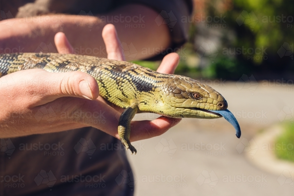 Man holding a wild blue tongue lizard (skink), with tongue poking out - Australian Stock Image