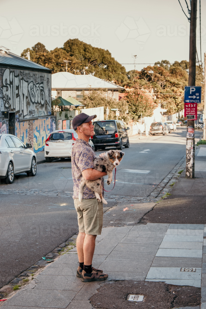 Man holding border collie puppy in a city streetscape. - Australian Stock Image