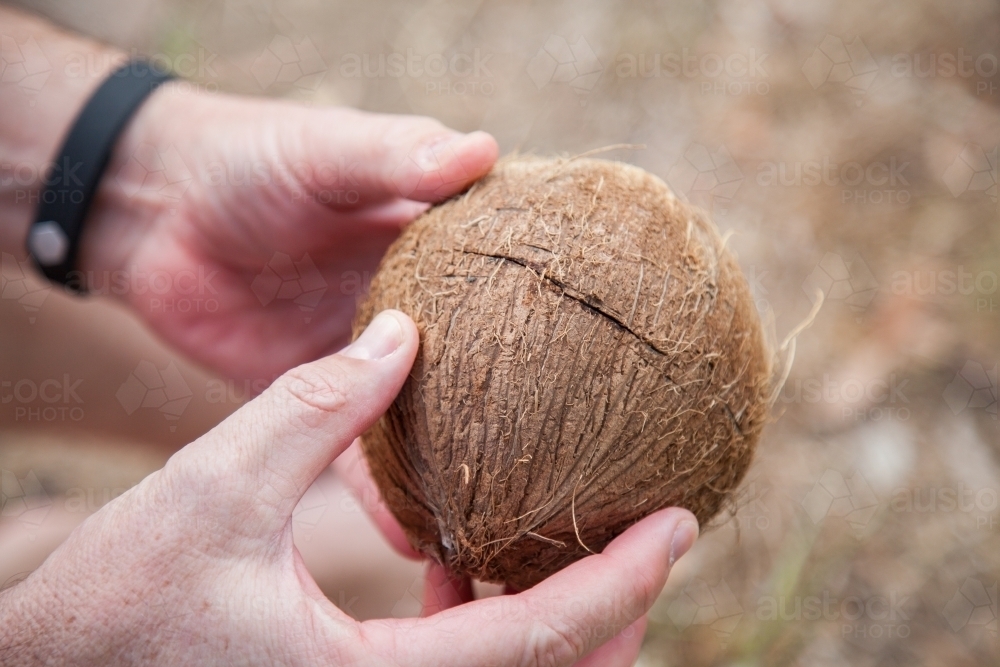 Man holding brown coconut cracking it open outside - Australian Stock Image