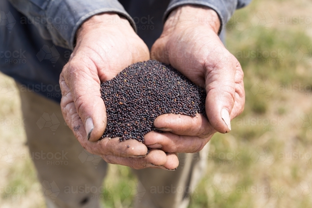 Man holding canola seeds - Australian Stock Image