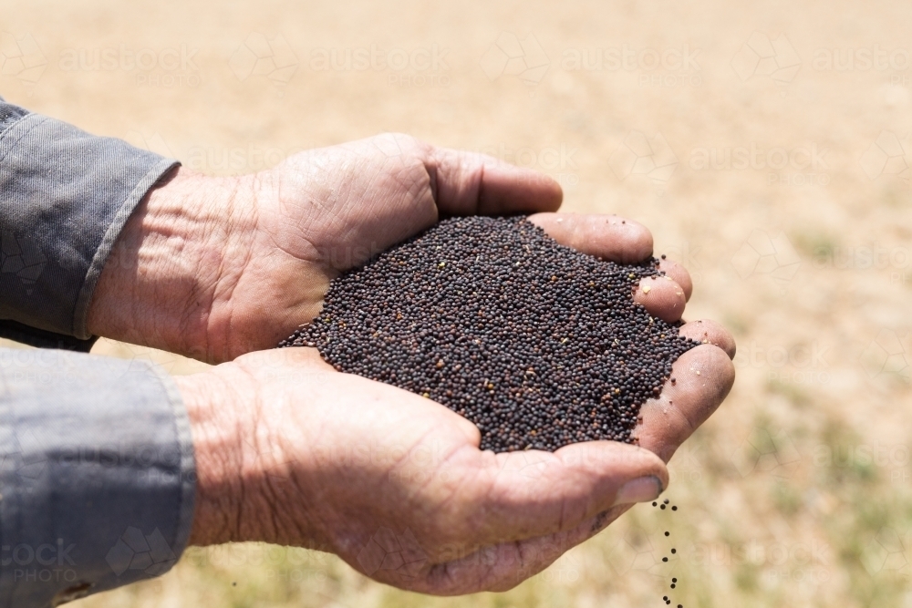 Man holding canola seeds - Australian Stock Image