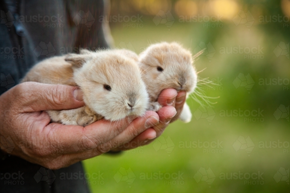 Man holding two baby bunny rabbits in his hands - Australian Stock Image