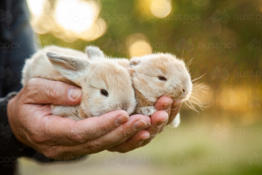 Man holding two baby bunny rabbits in his hands - Australian Stock Image