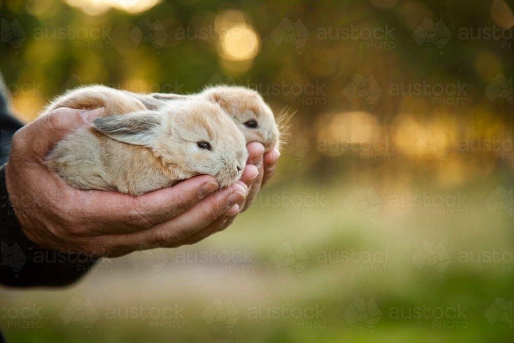Man holding two baby bunny rabbits in his hands - Australian Stock Image