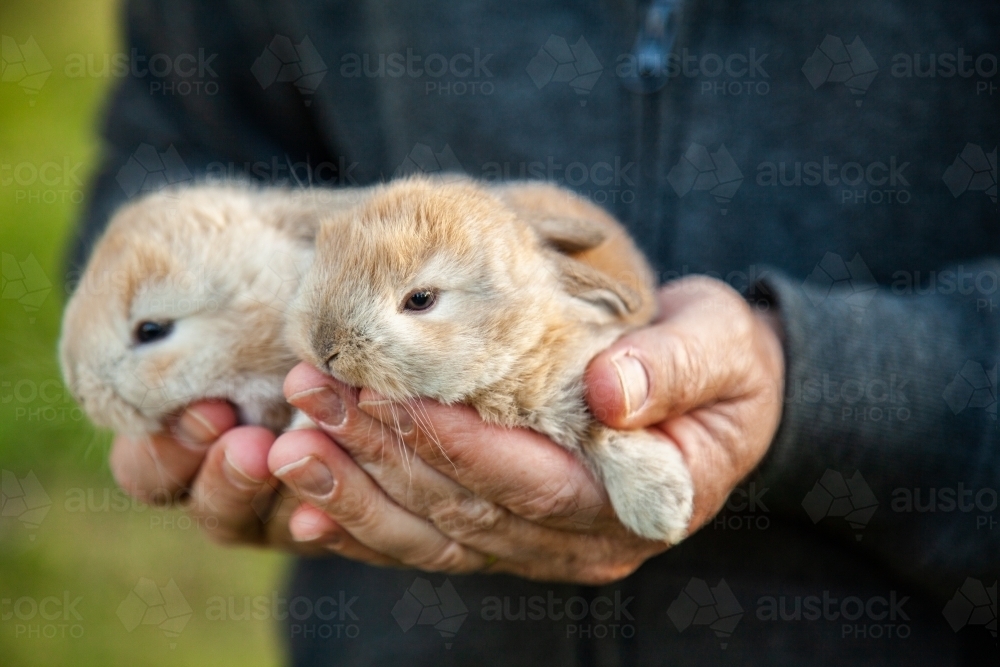 Man holding two baby bunny rabbits in his hands - Australian Stock Image