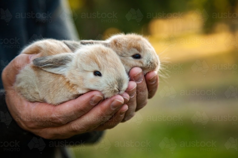 Man holding two baby bunny rabbits in his hands - Australian Stock Image