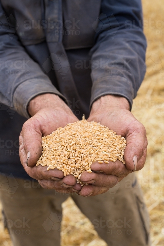 man holding wheat seeds - Australian Stock Image