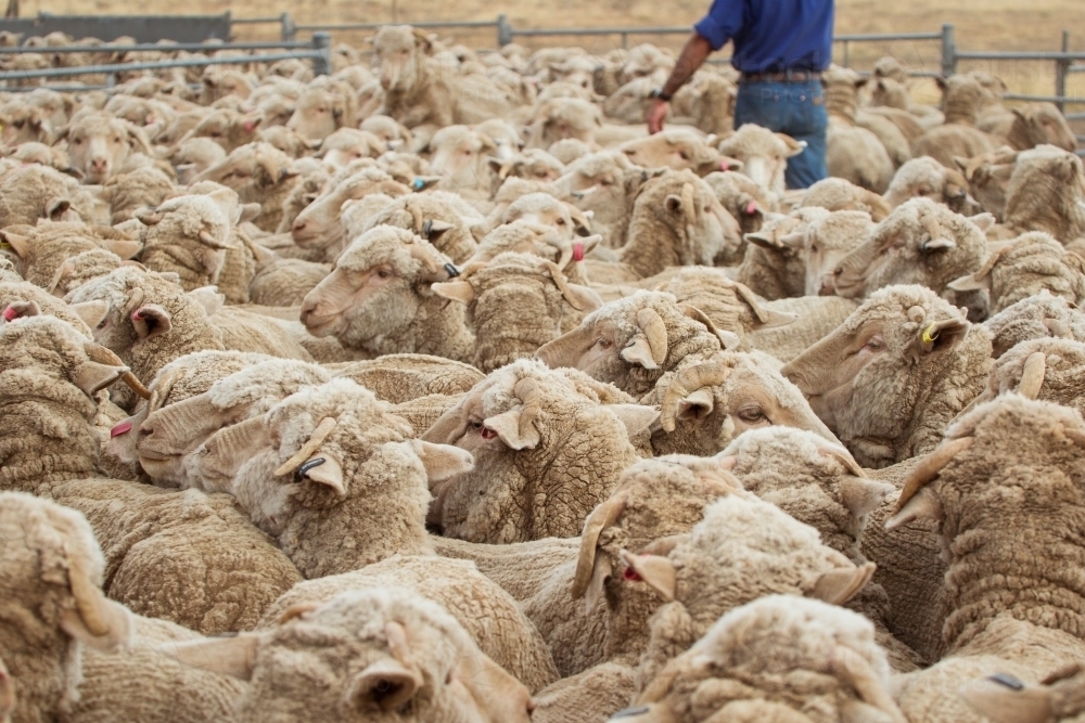 Man in a flock of sheep - Australian Stock Image