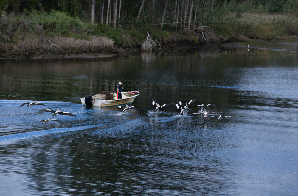 Man in boat pulling up crab pots pursed by flying pelicans - Australian Stock Image