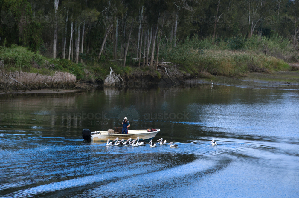 man in boat pulling up crab pots with pelicans - Australian Stock Image