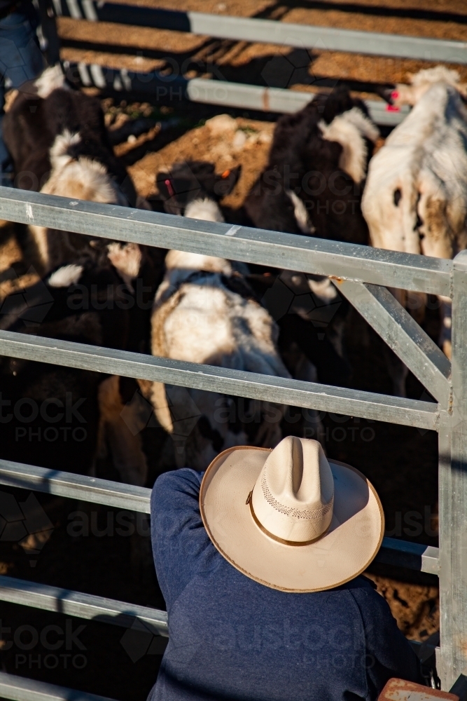 Man leaning on fence looking at cattle for sale - Australian Stock Image