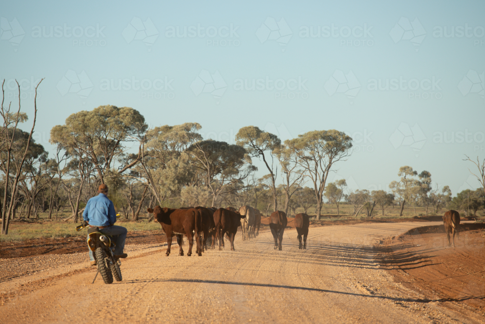 Man on a bike behind cattle walking down a road - Australian Stock Image