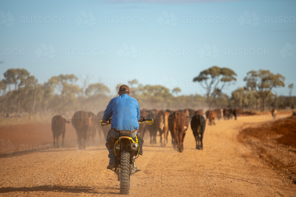 Man on a bike following cattle walking down a dirt road - Australian Stock Image