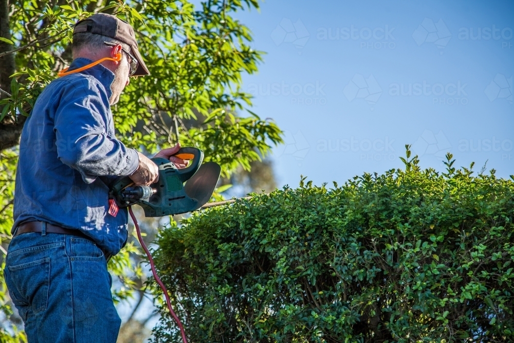 Image of Man on a ladder trimming a hedge Austockphoto