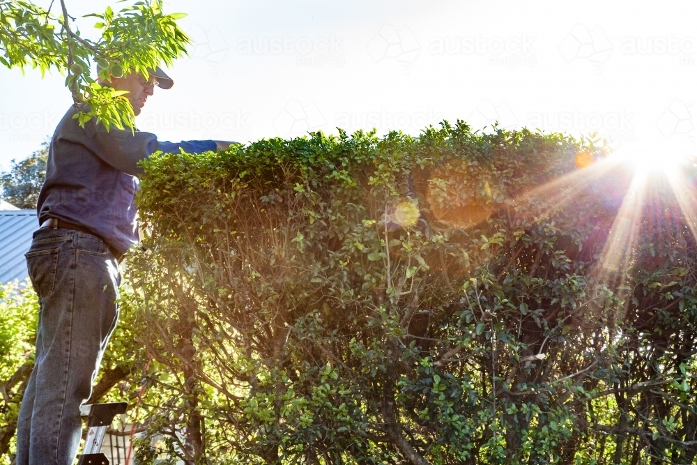 Man on a ladder trimming a hedge - Australian Stock Image