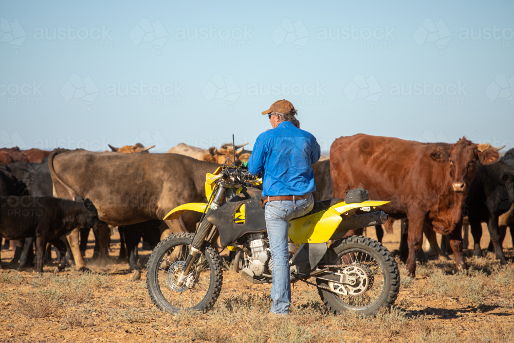 Man on a motorbike, blocking up cattle - Australian Stock Image