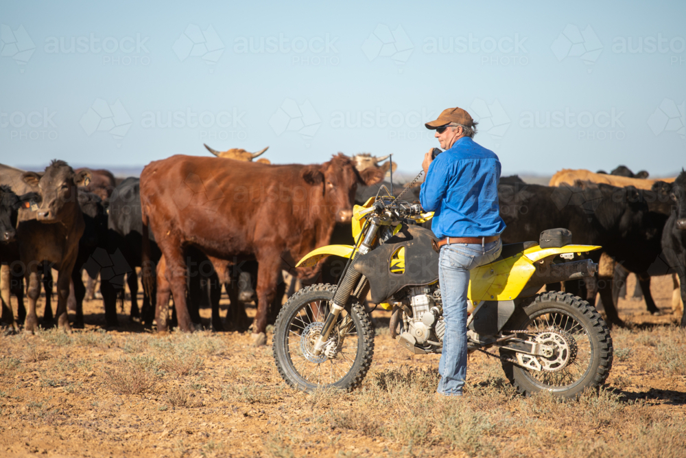 Man on a motorbike, blocking up cattle, talking on the UHF - Australian Stock Image