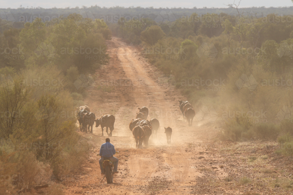 Man on a motorbike, following cattle along a dirt road - Australian Stock Image