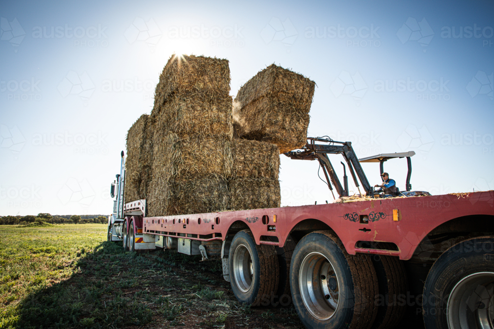 Man on a tractor unloading hay from a truck on farm - Australian Stock Image