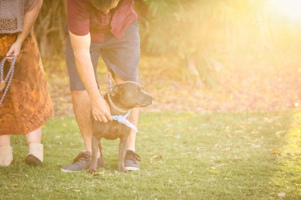 Man patting staff in golden afternoon light with copy space - Australian Stock Image