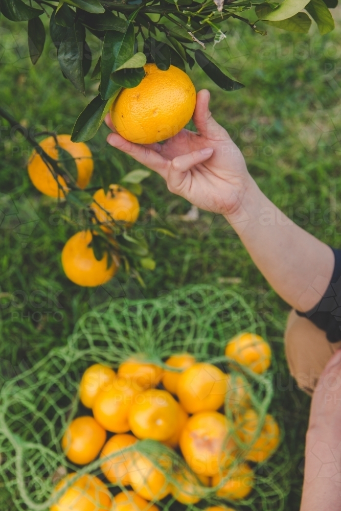 Man picks fresh fruit from tree on citrus farm and gathers in green net bag - Australian Stock Image