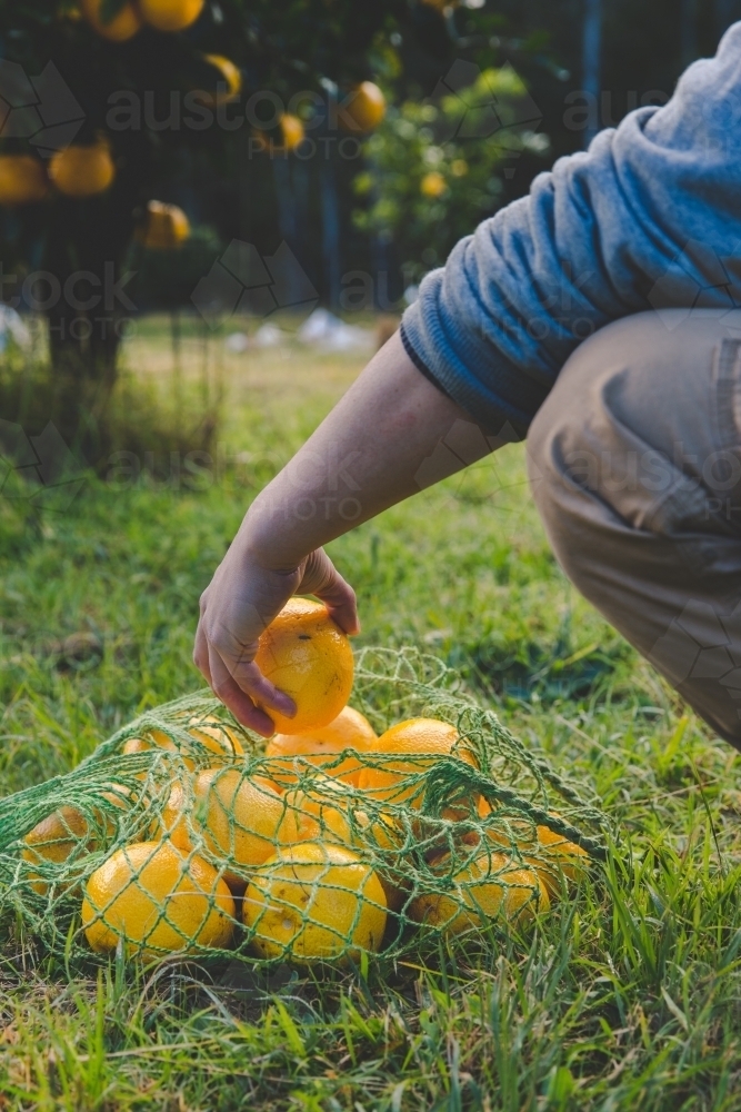 Man picks fresh fruit on citrus farm and collects in green net bag - Australian Stock Image