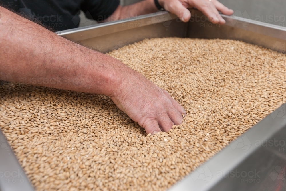 Man pushing malt through mill at a microbrewery - Australian Stock Image