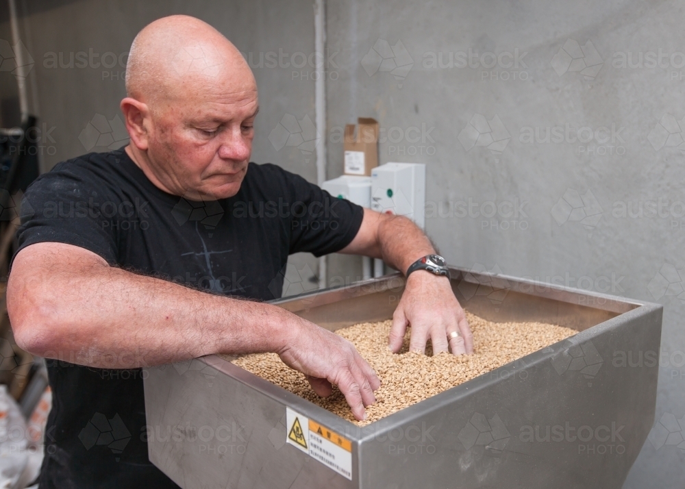 Man pushing malt through mill at microbrewery - Australian Stock Image