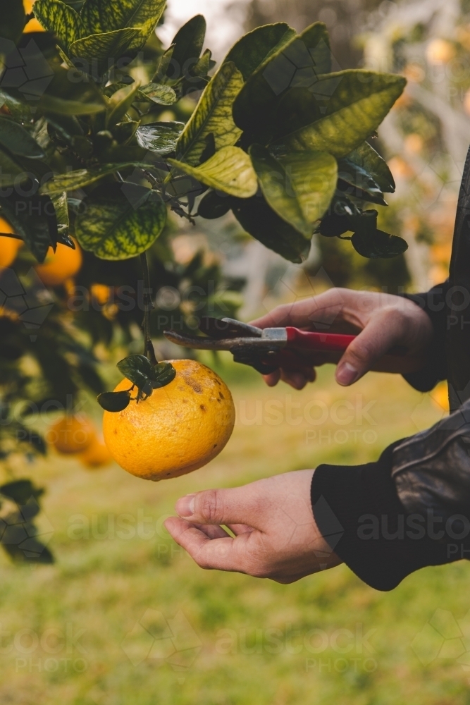 Man reaches to cut orange citrus with secateurs from fruit tree on rural farm in morning - Australian Stock Image
