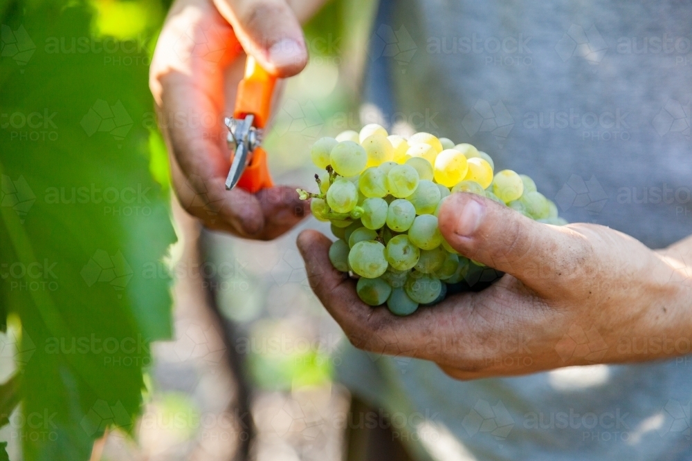 Man's hands holding white grapes picked from the vine - Australian Stock Image