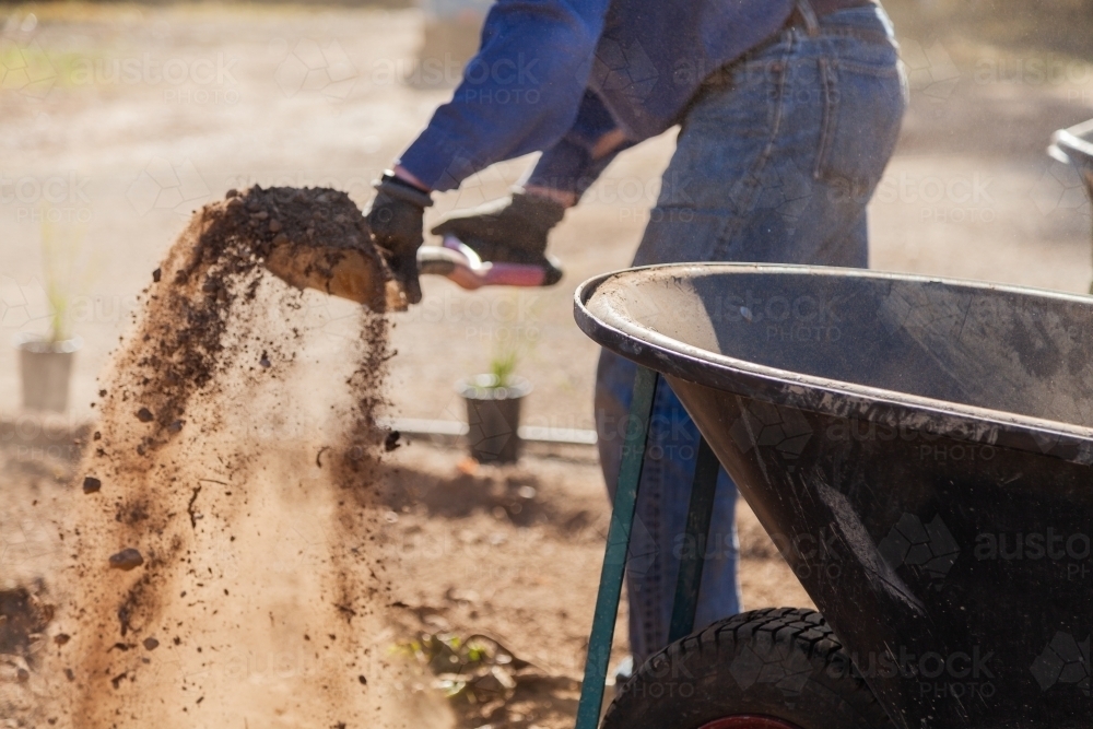 Man shoveling dry dusty dirt into a wheelbarrow, gardening - Australian Stock Image