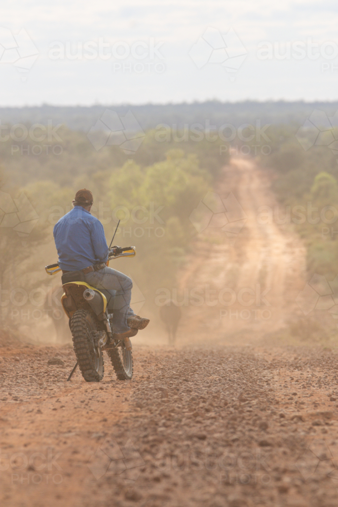 Man sitting on a motorbike, watching cattle walk down a road - Australian Stock Image