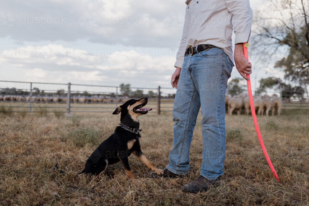 Man standing holding a stick with dog sitting on the grass on farm - Australian Stock Image