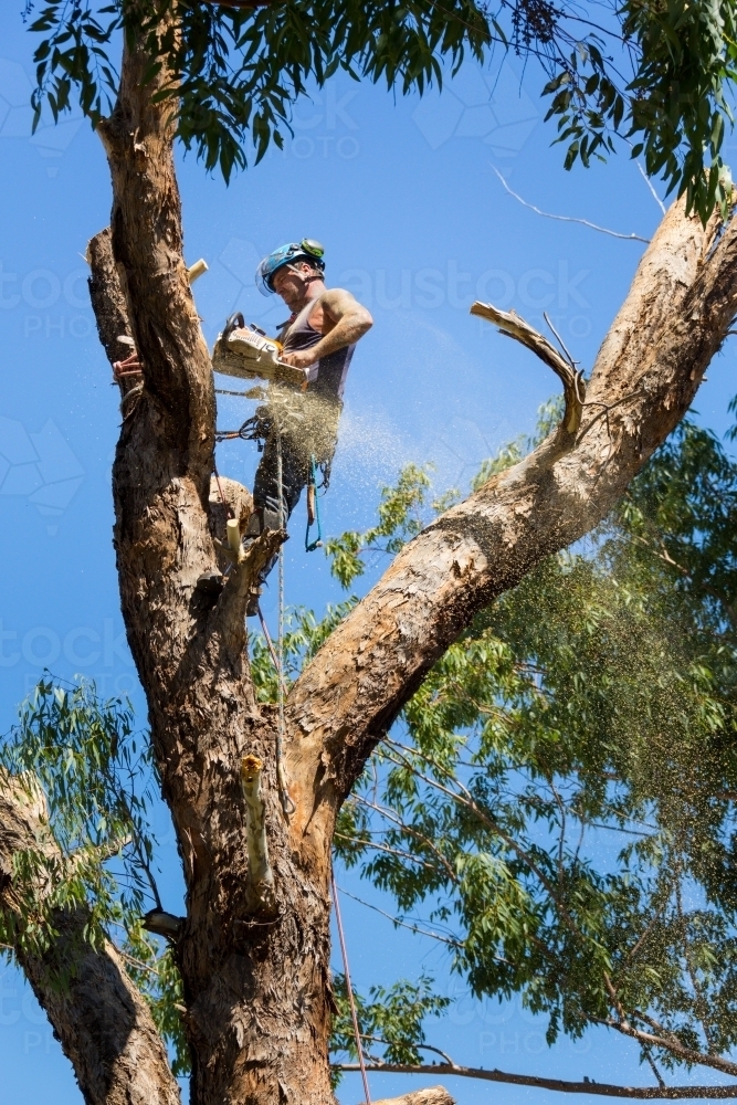 Man using a chainsaw to cut a branch off a tree - Australian Stock Image