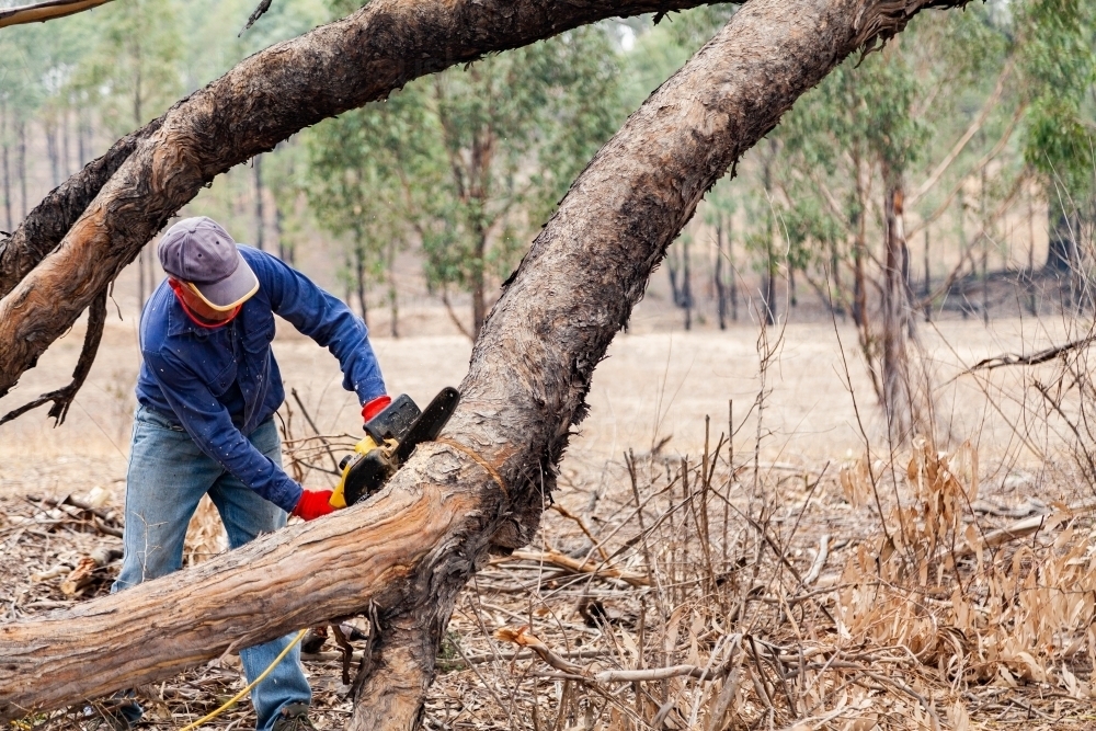 Man using chainsaw to cut branch broken off in drought so it so it falls safely - Australian Stock Image
