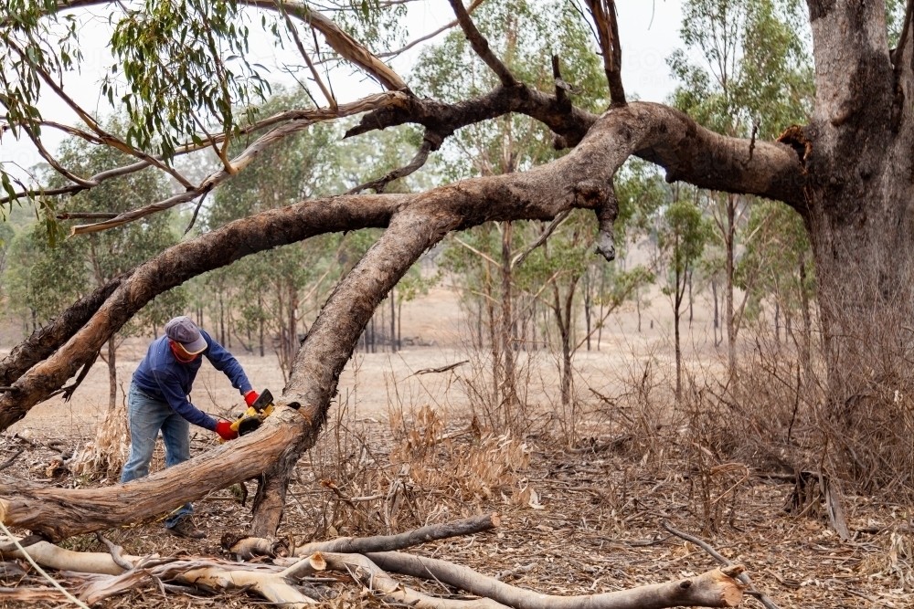 Man using chainsaw to cut branch broken off in drought so it so it falls safely - Australian Stock Image