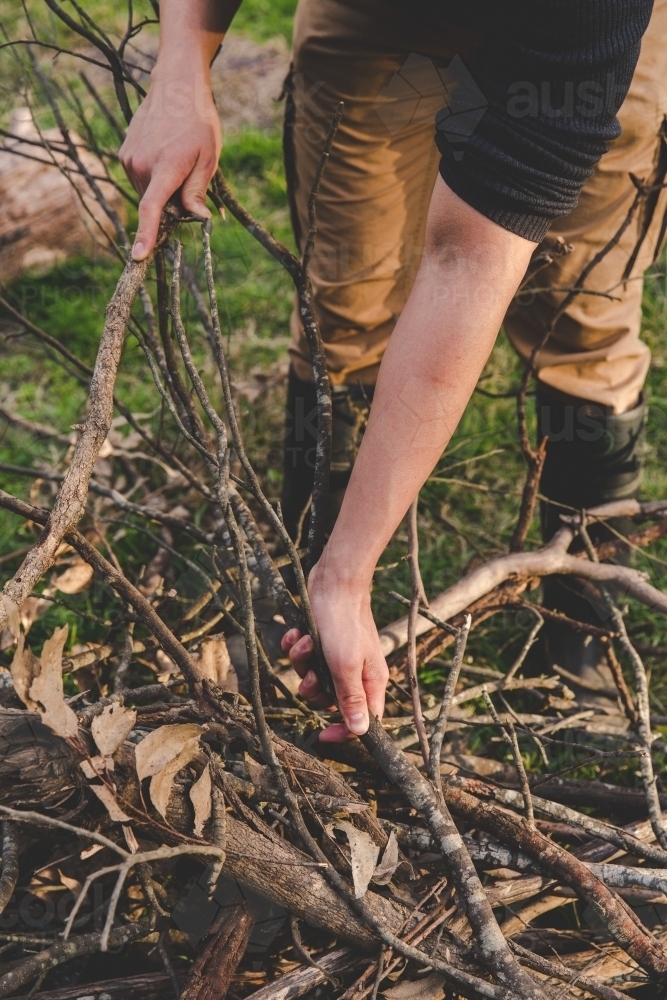 Man using hands to break up timber sticks for camp fire kindling in afternoon - Australian Stock Image