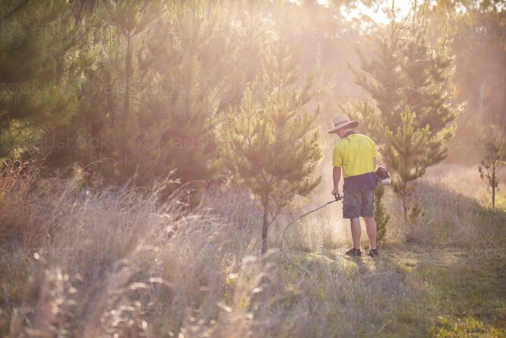 Man using whipper snipper on long grass near pine trees - Australian Stock Image