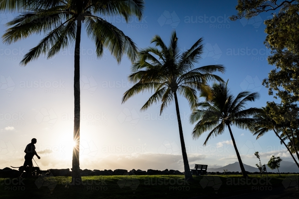Man walking a dog in a park past palm trees - Australian Stock Image