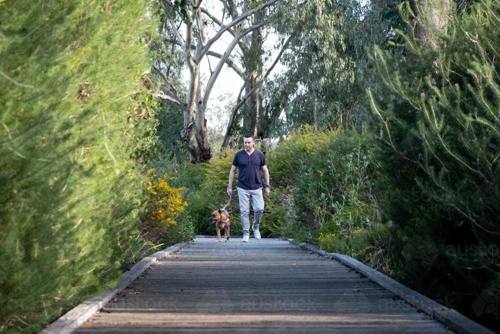 Man walking Large Crossbreed Brown Dog on boardwalk - Australian Stock Image