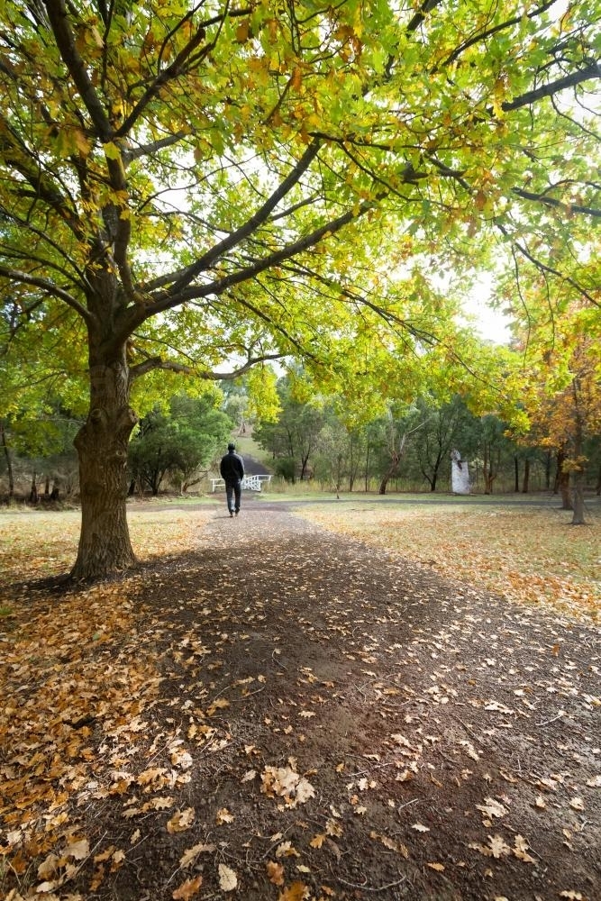Man walking on a path under a huge beautiful tree in natural parkland - Australian Stock Image