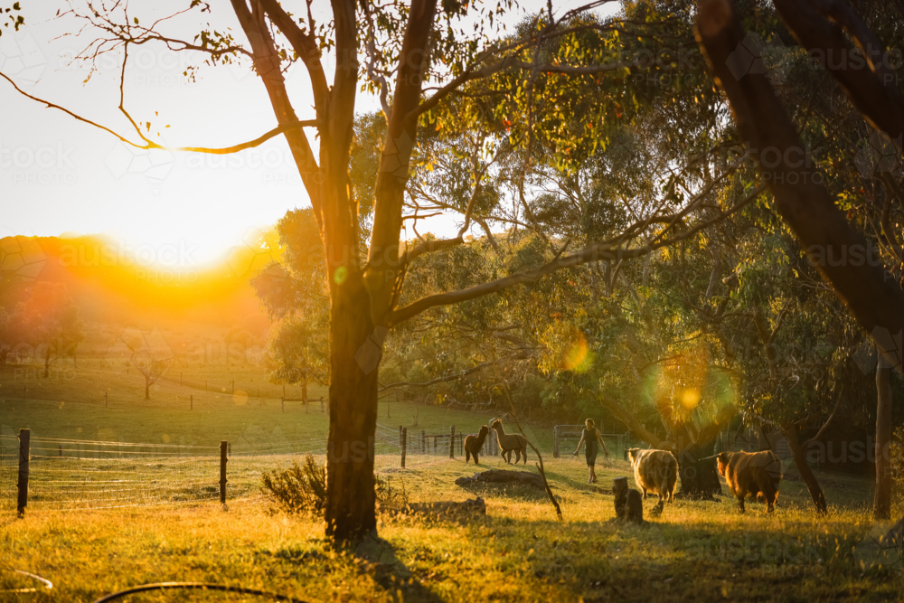 Man walking through farm bathed in golden afternoon light with Alpacas and Highland Cows - Australian Stock Image