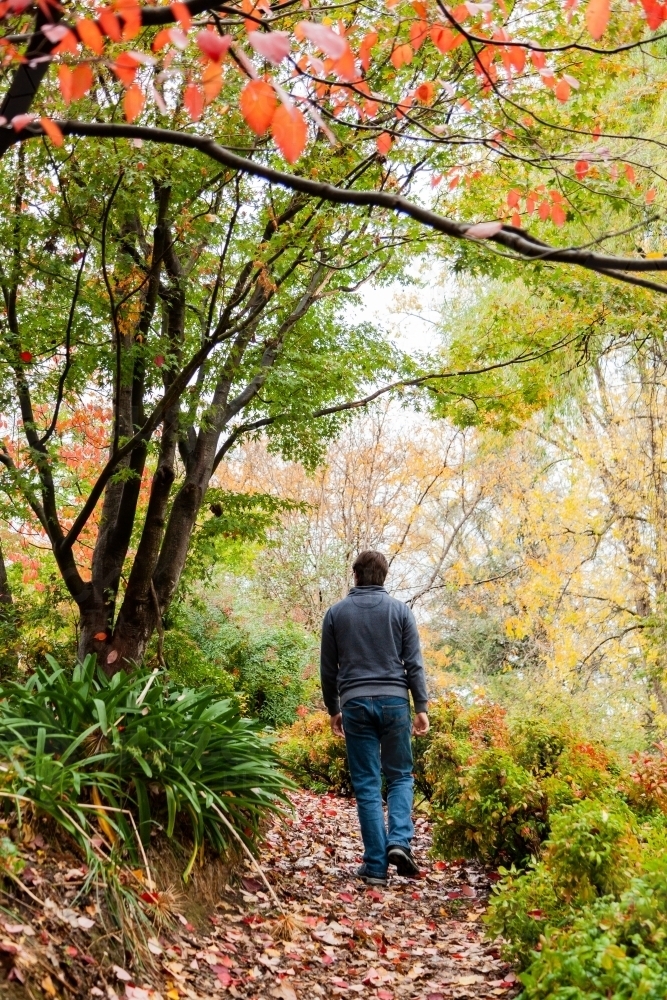 Man walking up path covered in autumn leaves in Alex Stockwell Gardens - Australian Stock Image