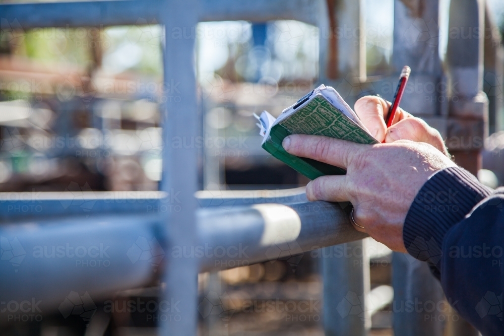Man writing cattle sales in note book at sale yards - Australian Stock Image