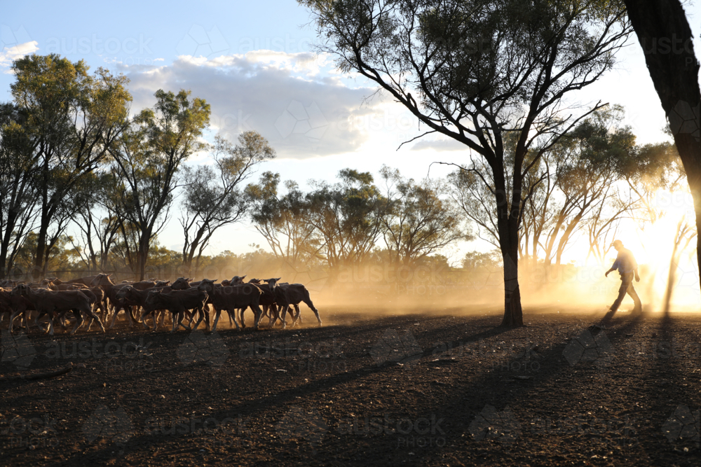 Man yarding merino sheep up in the evening - Australian Stock Image