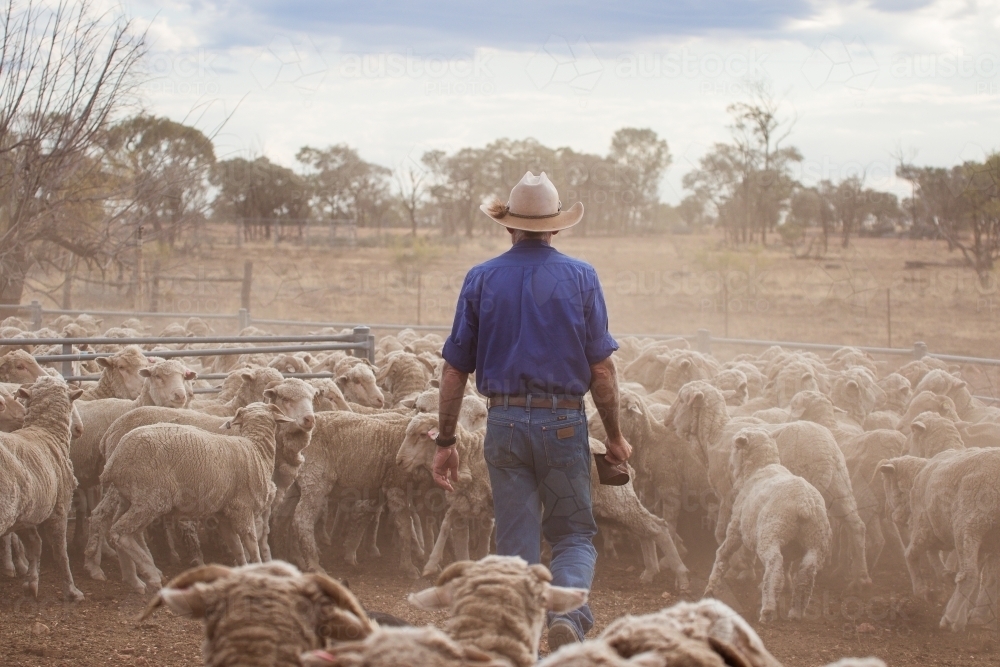 Man yarding sheep in sheep pen - Australian Stock Image