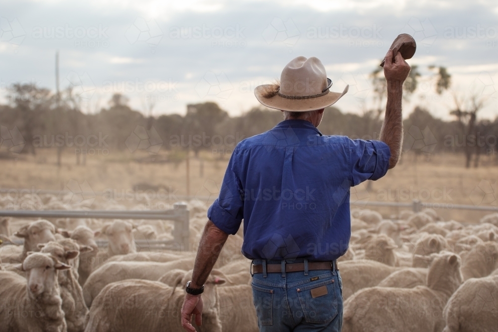 Man yarding up sheep - Australian Stock Image