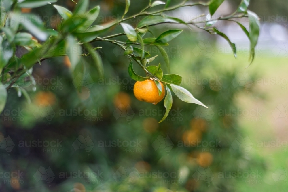 Mandarin on tree - Australian Stock Image