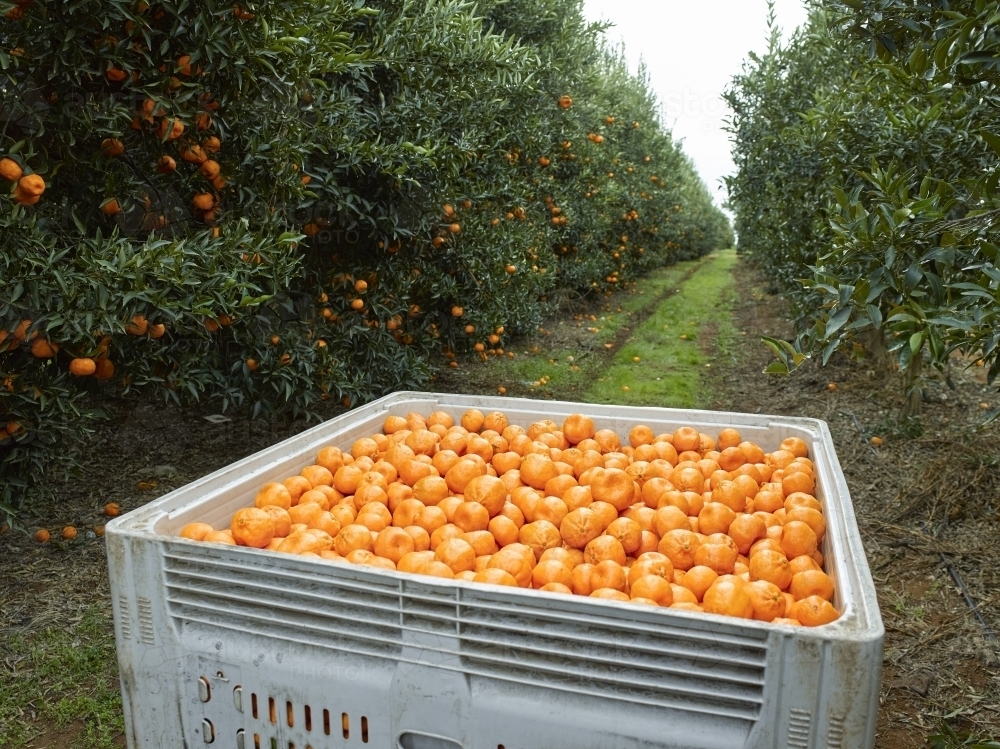 mandarins in bin with trees in background - Australian Stock Image