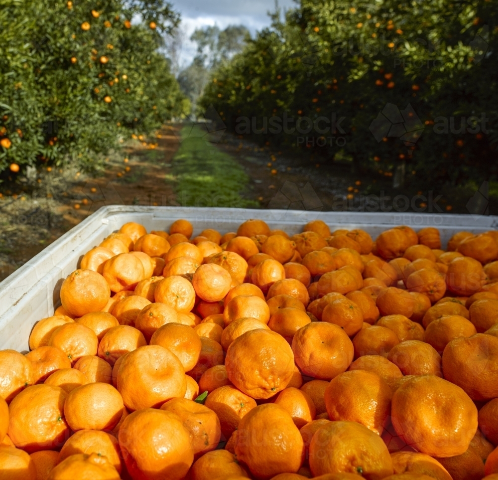 mandarins in bin with trees in background - Australian Stock Image